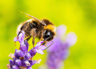 Caffeine-fuelled bumblebees are better at foraging for nectar