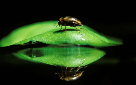 Aquatic beetle caught walking upside down on the undersurface of water