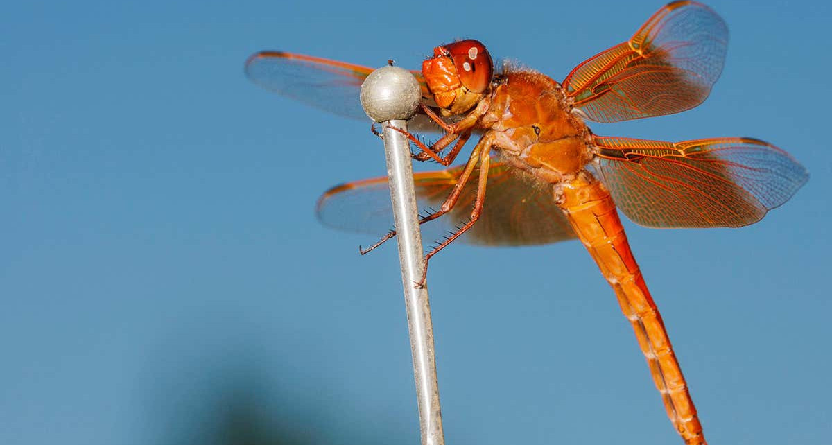Male dragonflies may become less colourful as the climate warms