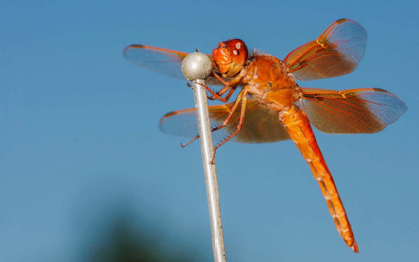 Male dragonflies may become less colourful as the climate warms