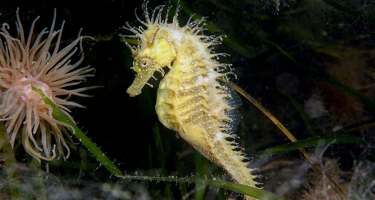Male seahorses can get pregnant because they lack key immunity genes