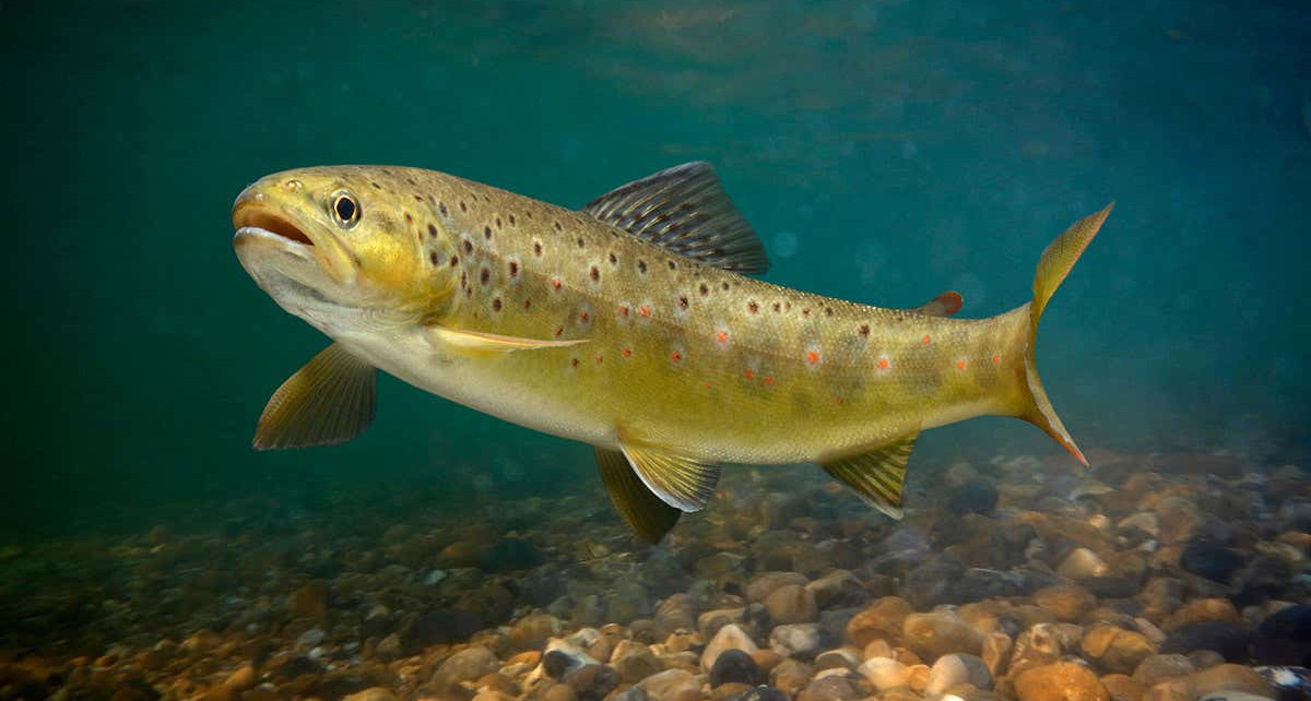 Fish are becoming addicted to methamphetamines seeping into rivers