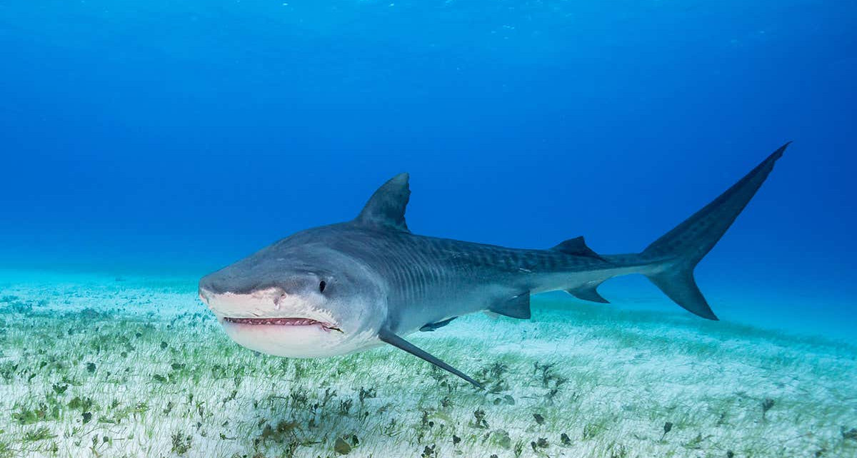 Sharks in the Gulf of Mexico hunt in shifts to avoid each other