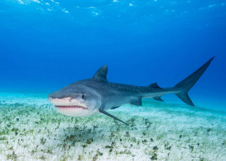 Sharks in the Gulf of Mexico hunt in shifts to avoid each other