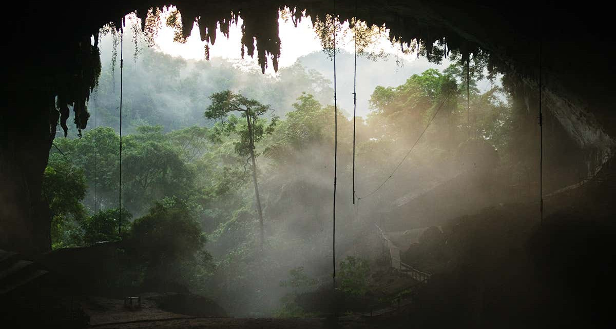 Jungle review: How tropical forests helped shape human evolution