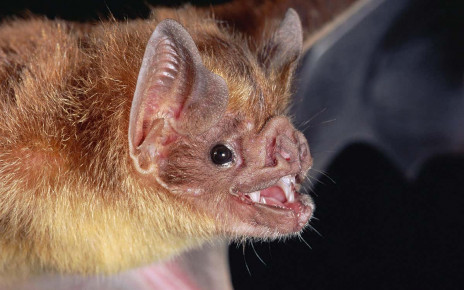 Vampire bats live in female-only groups and share their food