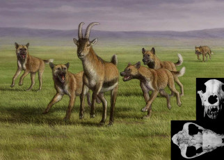 Ancient humans in Europe may have stolen food from wild hunting dogs