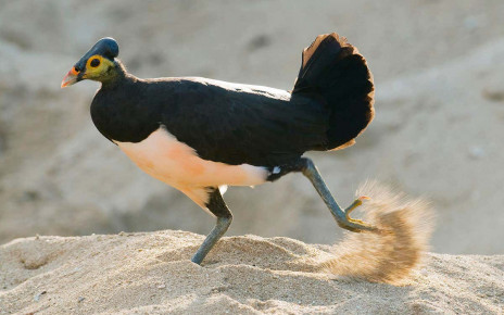 Endangered maleo bird of Indonesia bouncing back from the brink