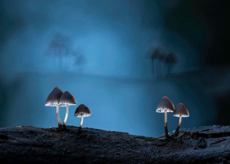 Fantastic fungi images capture the magic of mushrooms