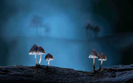 Fantastic fungi images capture the magic of mushrooms