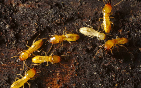 Termite gut microbes can help turn toxic wood into biofuels
