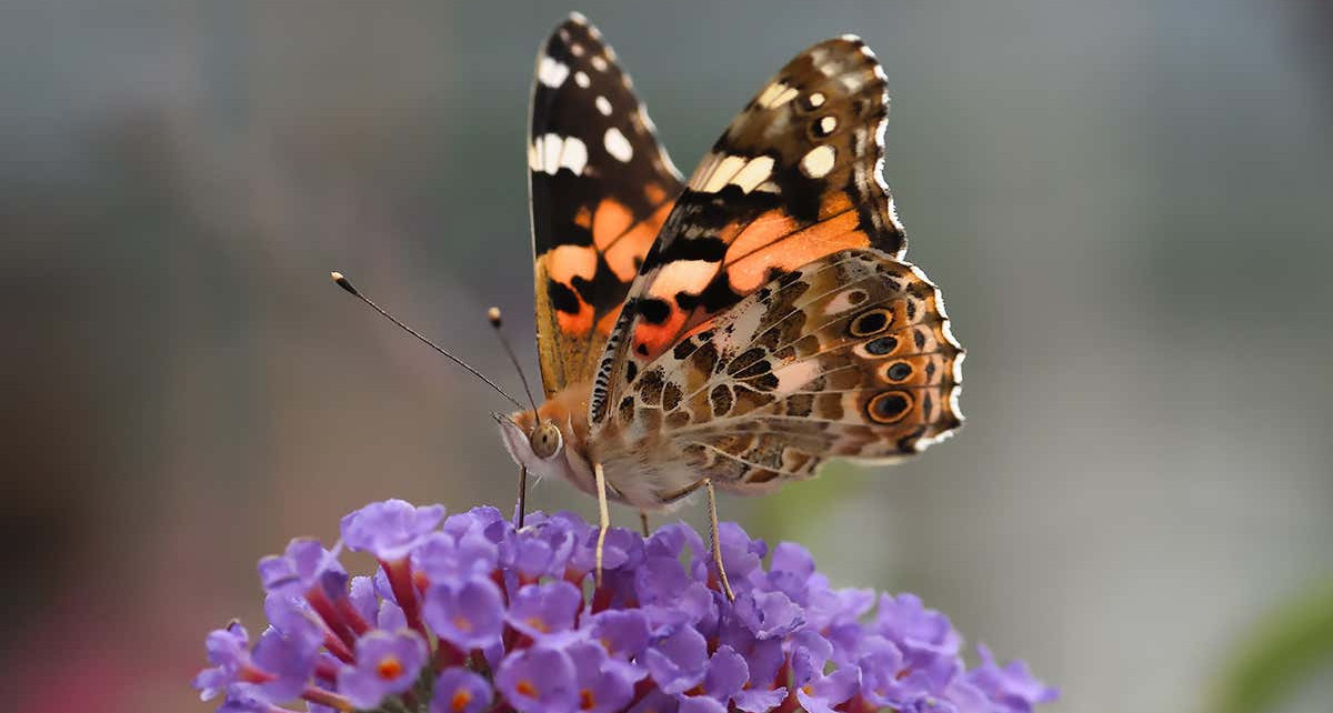The Big Butterfly Count has just kicked off - here’s how to help