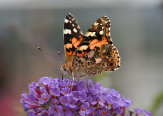 The Big Butterfly Count has just kicked off - here’s how to help