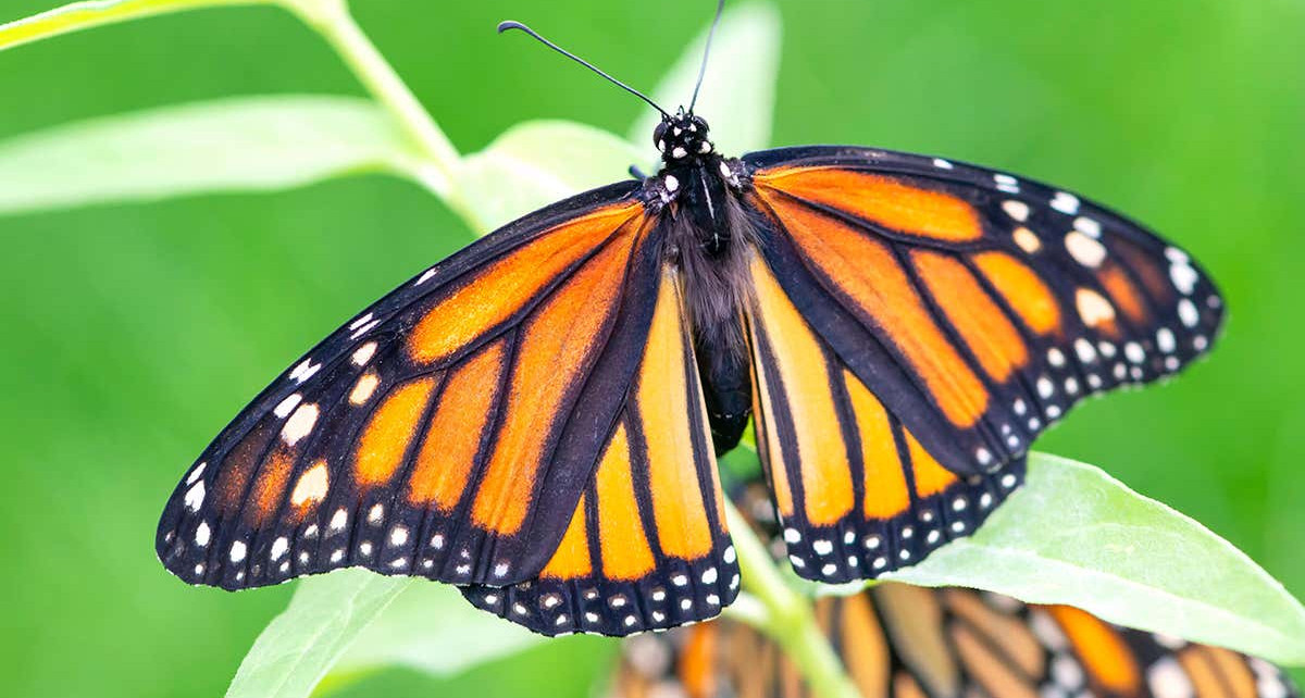 Climate change to blame for monarch butterfly's recent decline