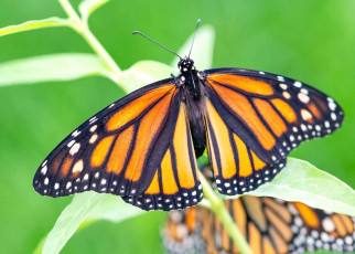 Climate change to blame for monarch butterfly's recent decline