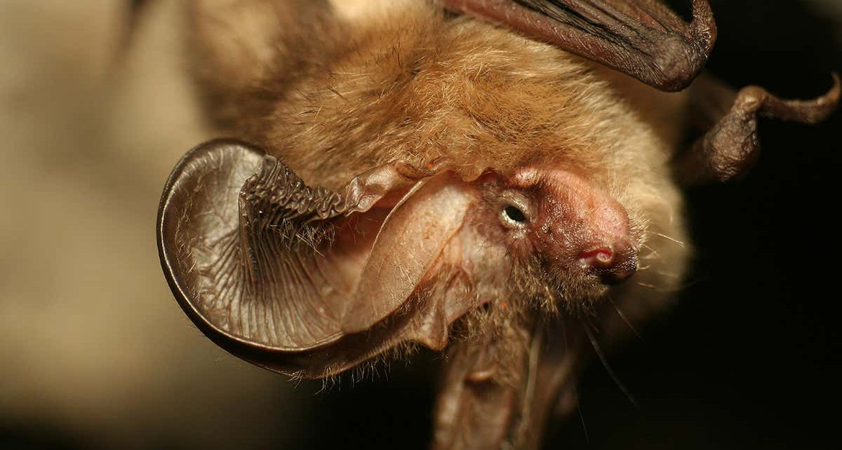 Most bats have noise-cancelling genes that may stop them going deaf