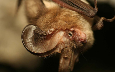 Most bats have noise-cancelling genes that may stop them going deaf