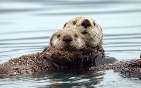 Sea otters use muscles to chemically generate heat without shivering
