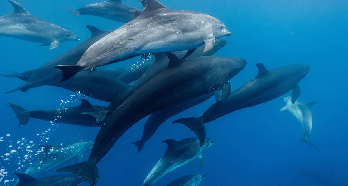 Secret underwater messages can be hidden in whale and dolphin chatter