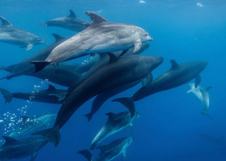 Secret underwater messages can be hidden in whale and dolphin chatter