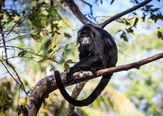 Howler monkeys navigate using adaptable mental maps, just like humans