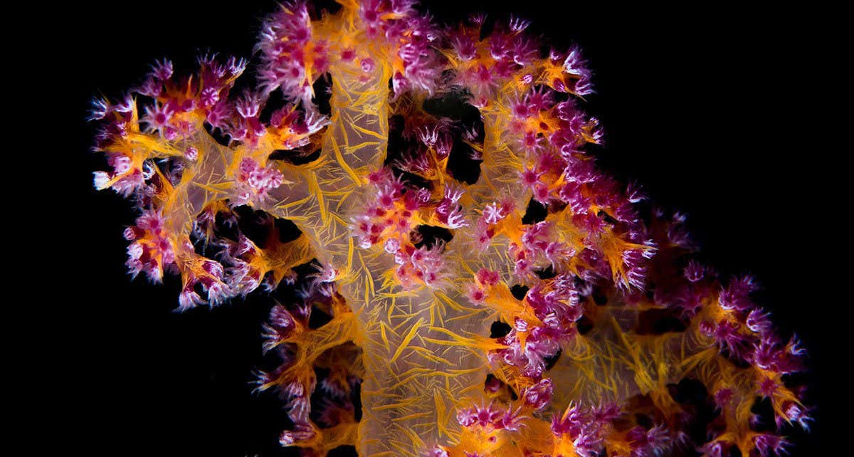 Bacterial probiotics could help protect corals from ocean warming