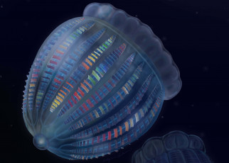 Ancient comb jelly had more complex nerves than its modern relatives