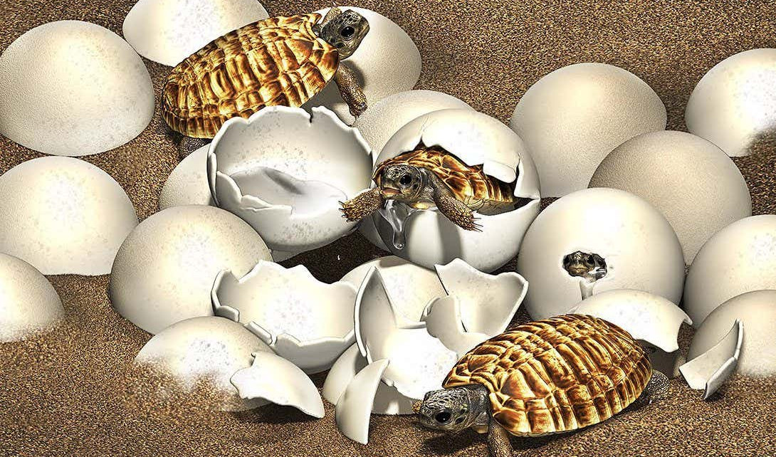 Land-dwelling turtles from the Cretaceous period had extra-tough eggs