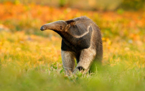 Giant anteaters are forced to roam in search of cooling forests