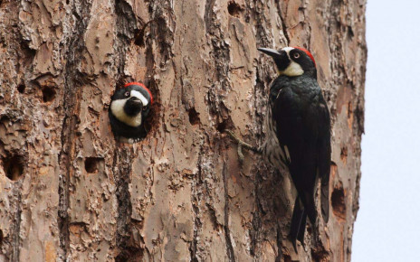Male woodpeckers that share mates with brothers live longer lives