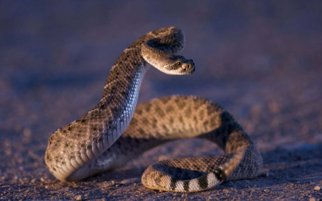 Rattlesnakes use auditory illusion to make us think they are nearby
