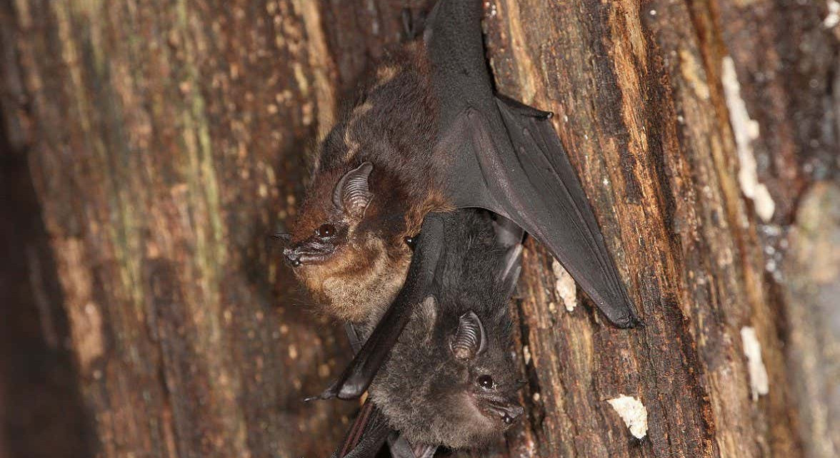 Bat pups babble like human babies do in order to practice vocalising