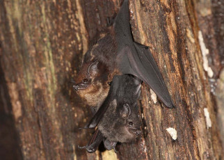 Bat pups babble like human babies do in order to practice vocalising