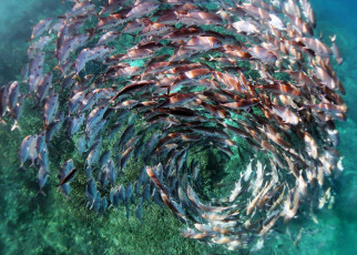 Spiralling school of jack fish image takes photography prize