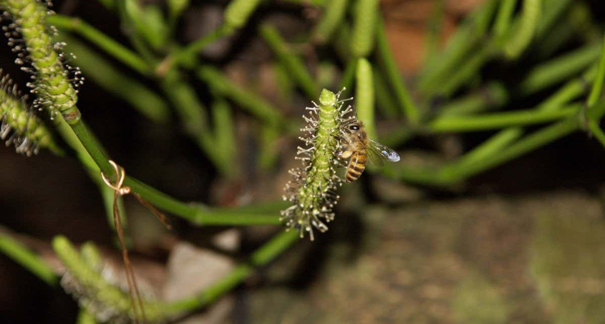 Thieving honeybees offer a glimpse of flowers’ evolutionary origins