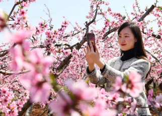 China's covid-19 lockdowns brought forward spring bloom by eight days
