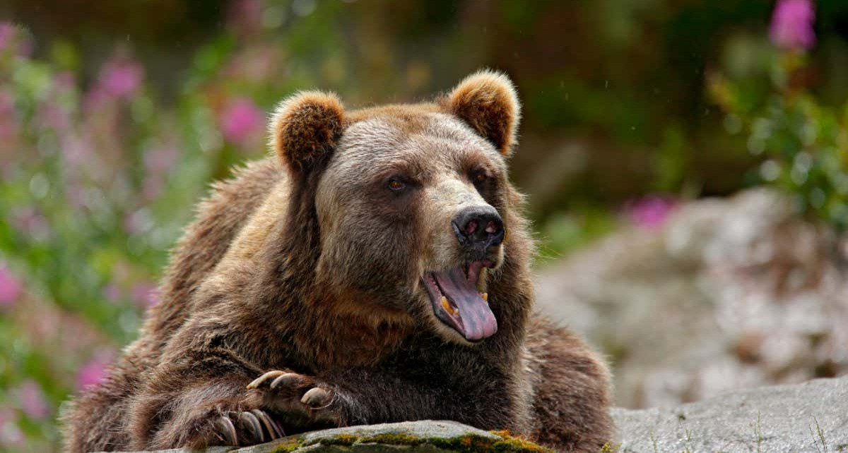 We can track antibiotic resistance in wild bears’ tooth plaque