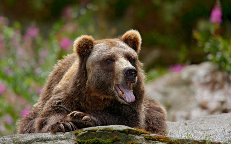 We can track antibiotic resistance in wild bears’ tooth plaque
