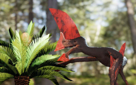 Pterosaur had a head crest so tall it may have made it hard to fly