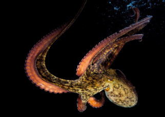 Female octopuses throw things at males that are harassing them