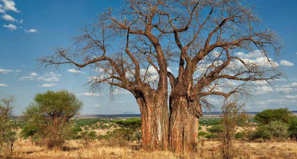 How domesticating the African baobab tree could secure its future