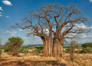 How domesticating the African baobab tree could secure its future