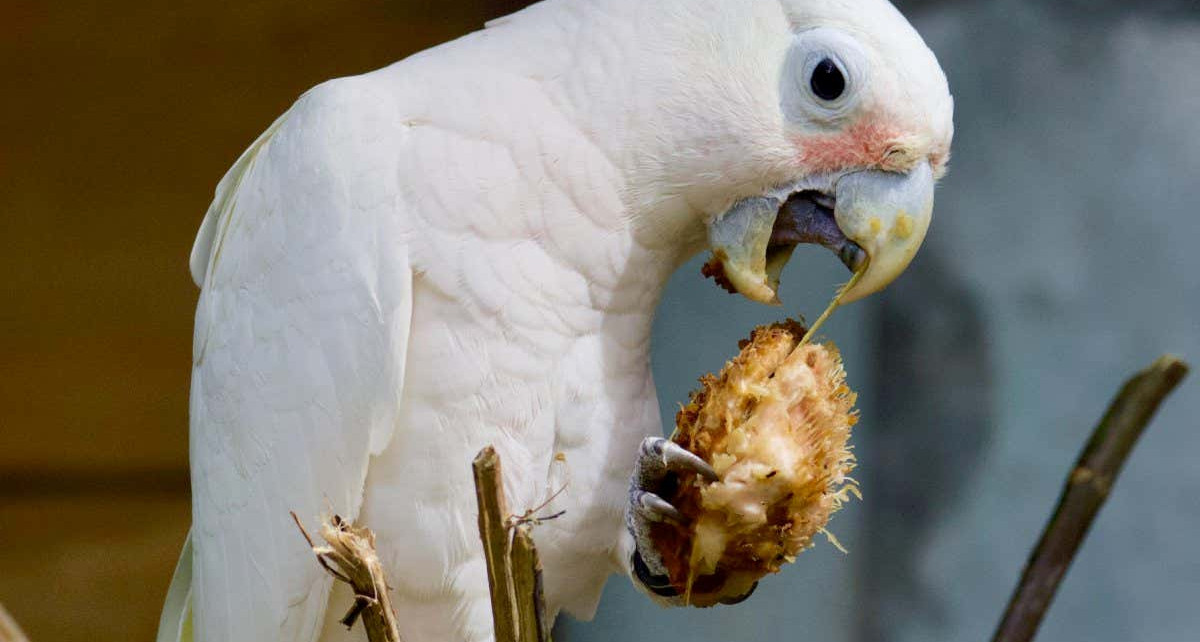 Wild cockatoos make utensils out of tree branches to open fruit pits