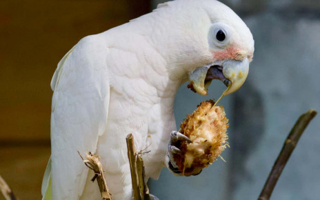 Wild cockatoos make utensils out of tree branches to open fruit pits