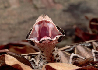 Snakes evolved venom fangs multiple times from wrinkles in their teeth