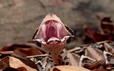 Snakes evolved venom fangs multiple times from wrinkles in their teeth