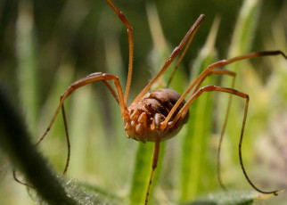 Harvestman genome helps explain how arachnids got grasping legs