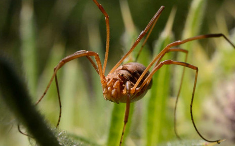 Harvestman genome helps explain how arachnids got grasping legs