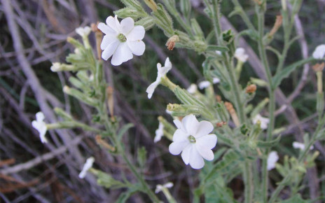 Insect-killing plant found by Australian highway is new to science
