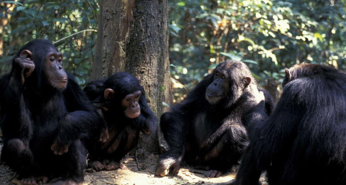 Male chimps with more friends are more likely to have offspring